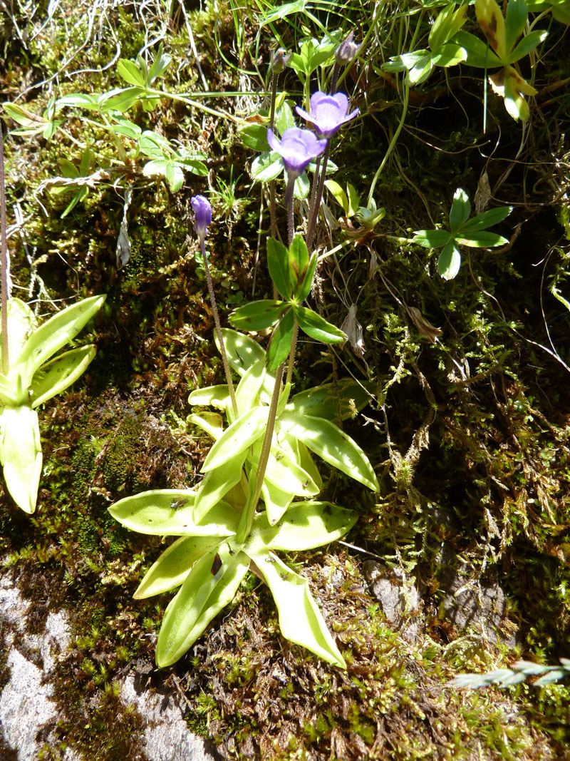 Purple Flower